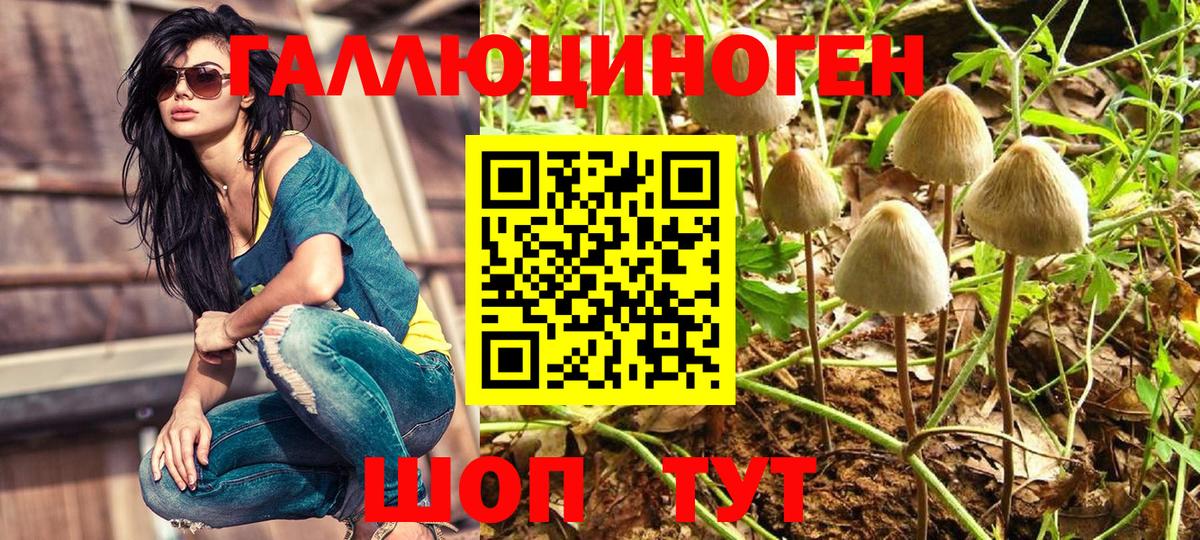 Псилоцибиновые грибы Cubensis Алексин